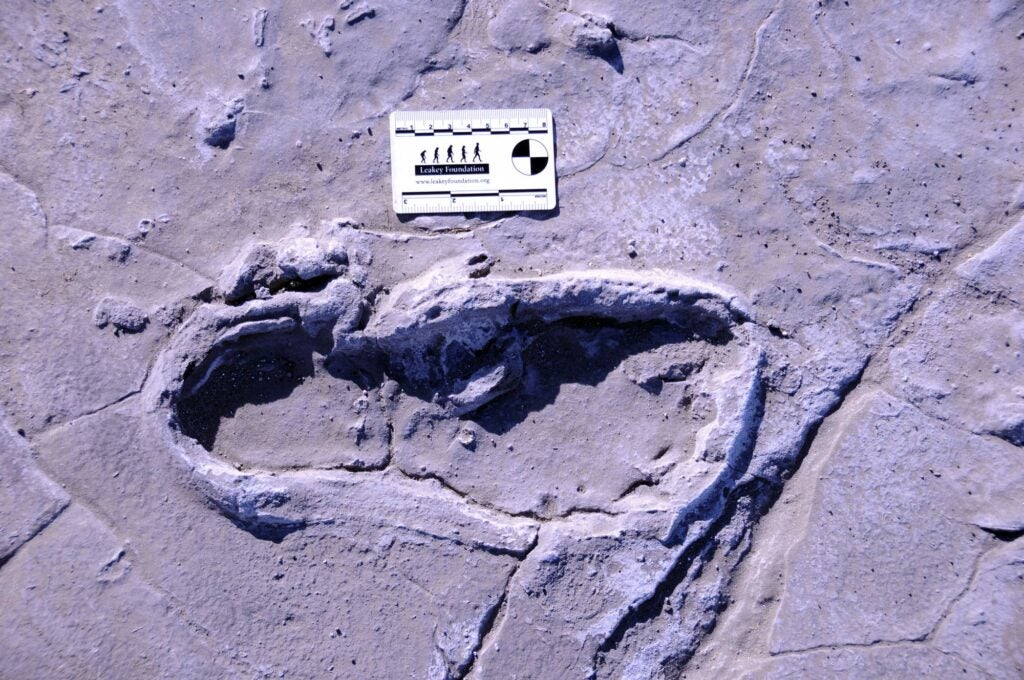 preserved footprint