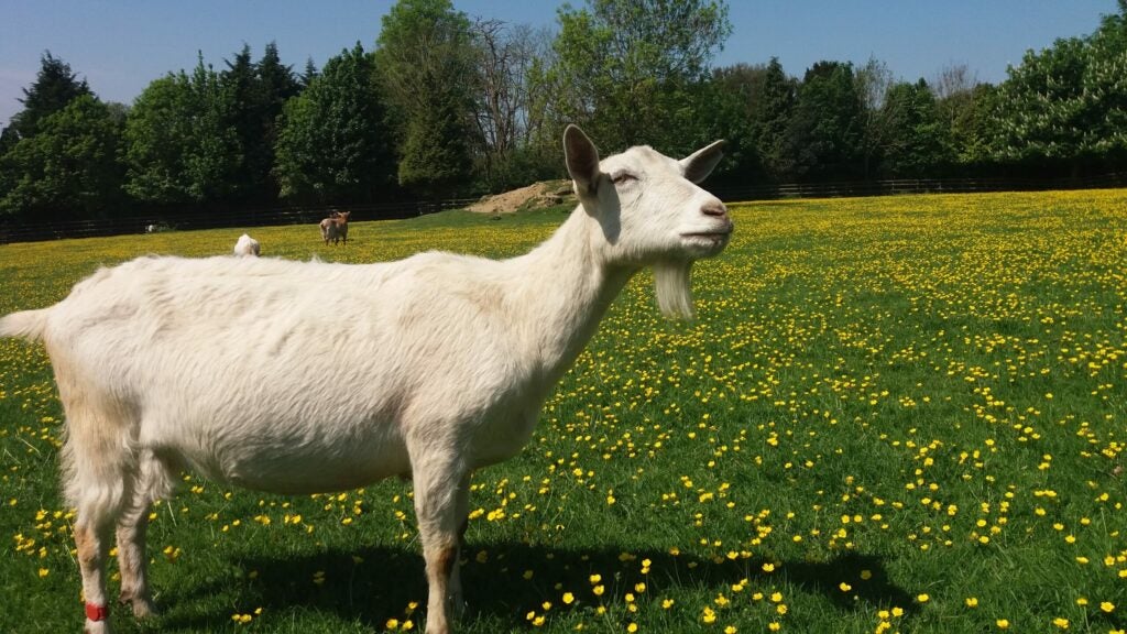 a goat in a field
