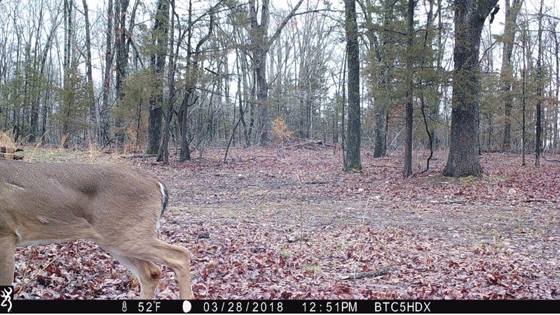 Trail camera footage of a whitetail deer in the woods.