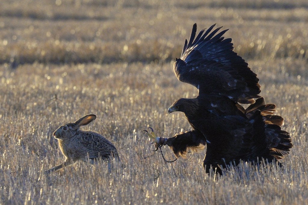 eagle hunting a rabbit