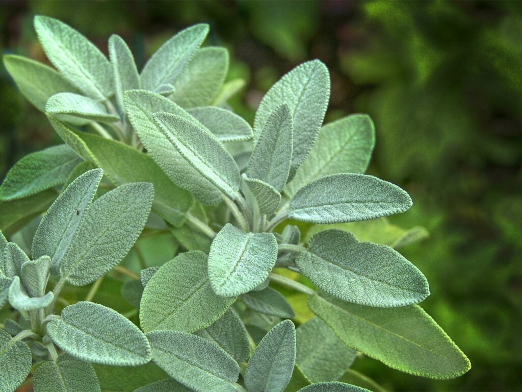 A sprig of sage plant growing lush and green