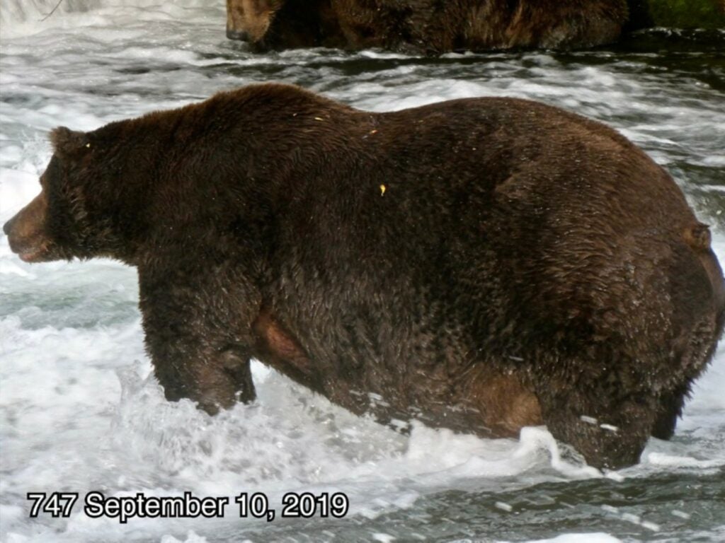 A Brown Baer stands in Brooks Falls fishing for salmon at Katmai National Park, in Alaska. Its name is 747 and in September 2019, it weighed an estimated 1,408 lb.