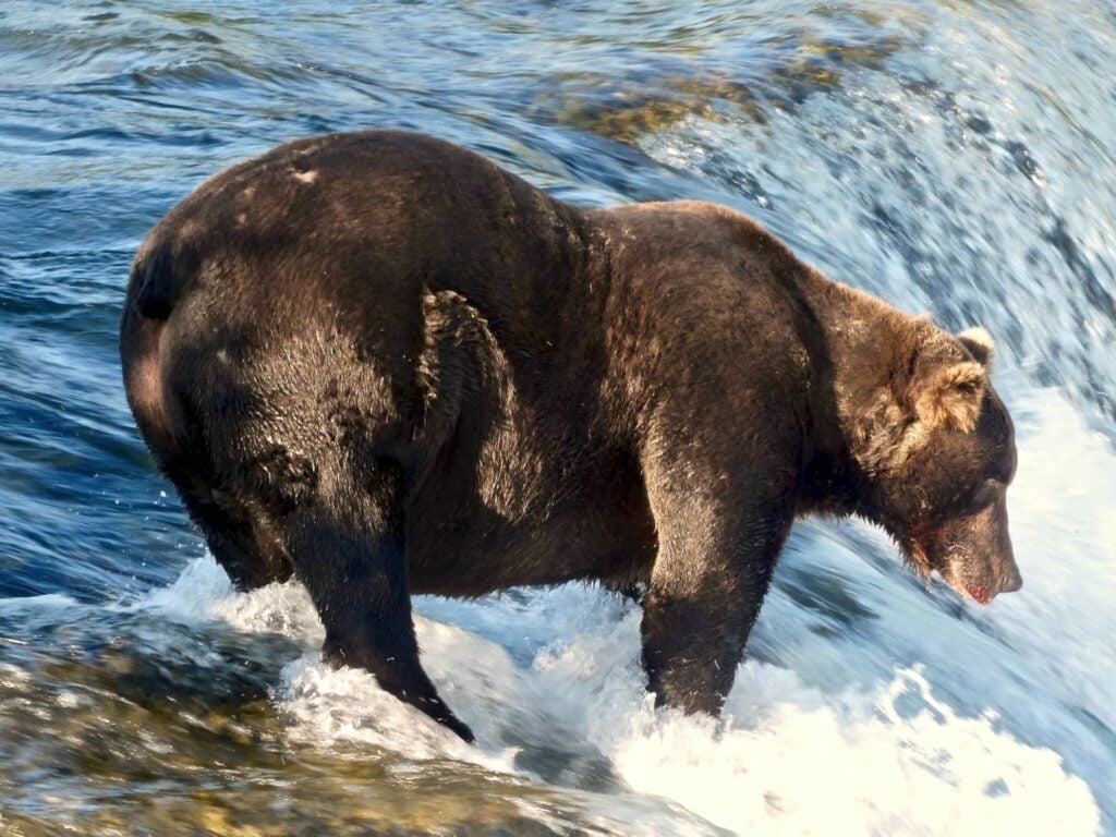 Bear 151 'Walker' is a dar brown bear. The bear is fishing salmon at Brooks Falls.