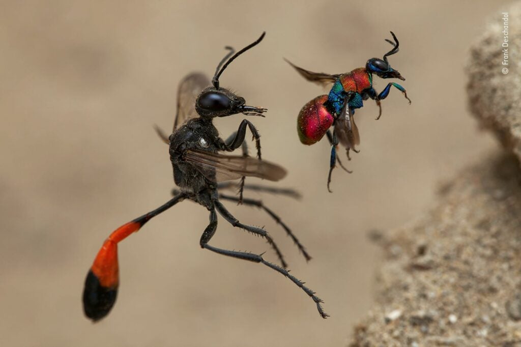 A cuckoo wasp and a sand wasp entering neighboring nests