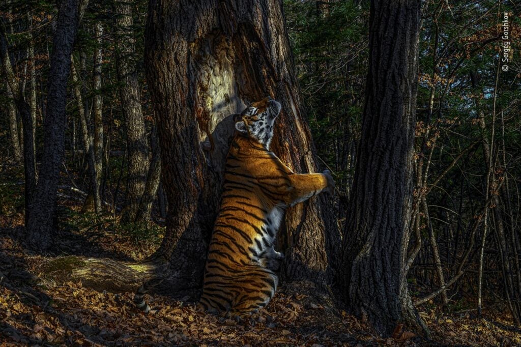 An Amur tigress rubbing herself against a Manchurian fir tree