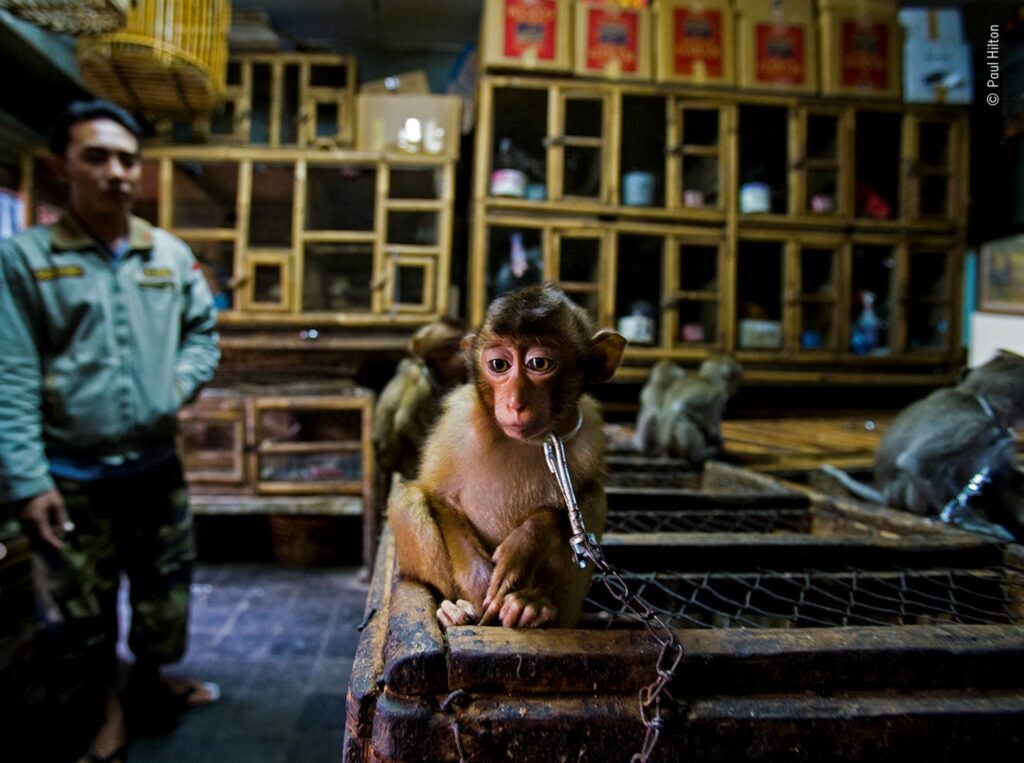 A young macaque monkey sitting on top of a cage with a chain around his neck looking towards the camera with a trader out-of-focus in the background