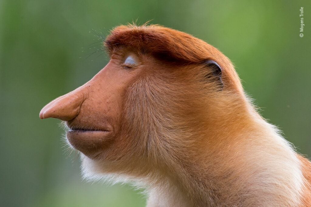 A young male proboscis monkey in profile with his eyes closed