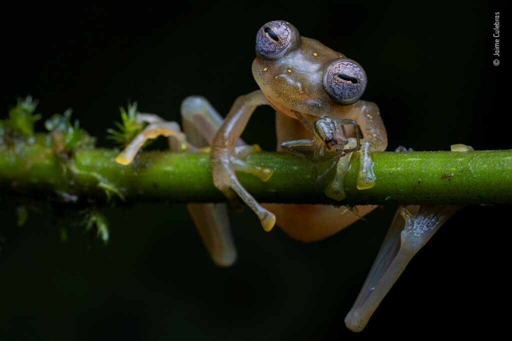 A Manduriacu glass frog sitting on a branch, eating a spider