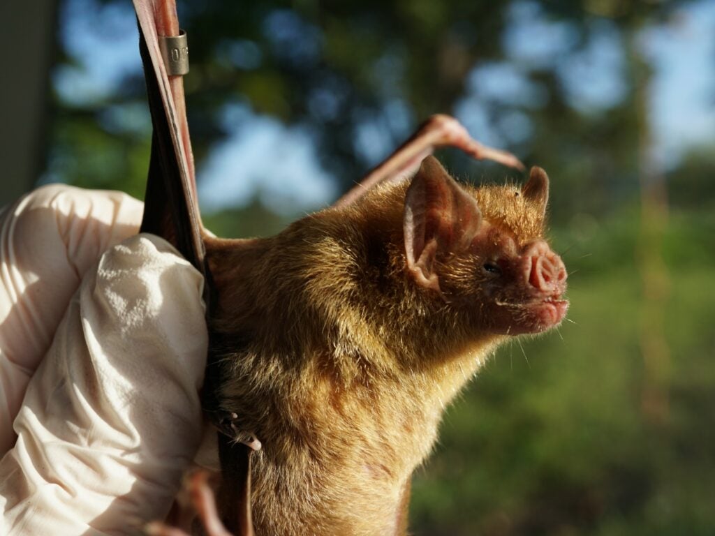 A human hand holds a light-brown Vampire bat.