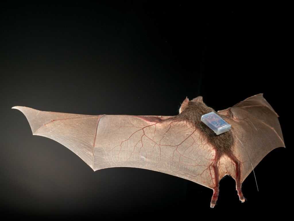 A bat flies in a dark space with a small sensor attached to its back.