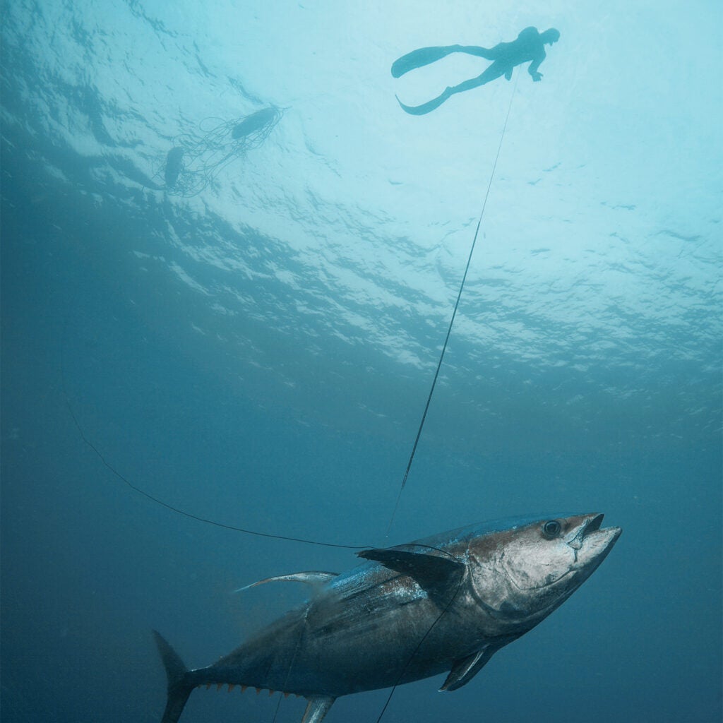 A spearfisher hauls a tuna to the surface of the water on a line.