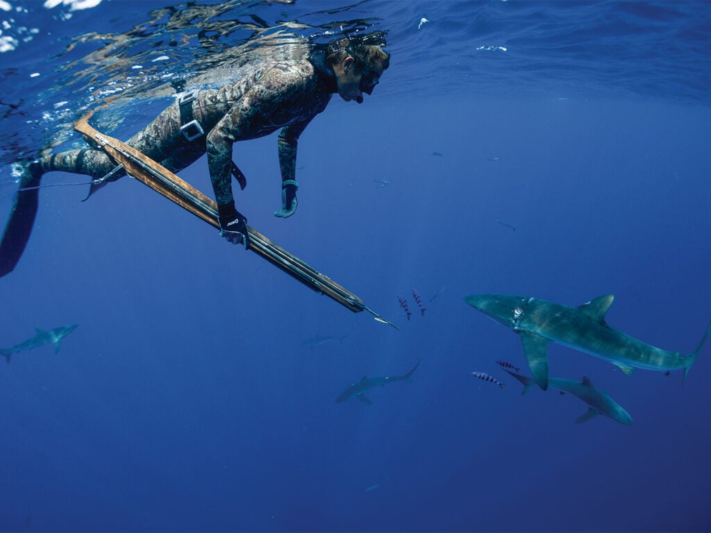 A spearfisher swims underwater with sharks in the distant waters.