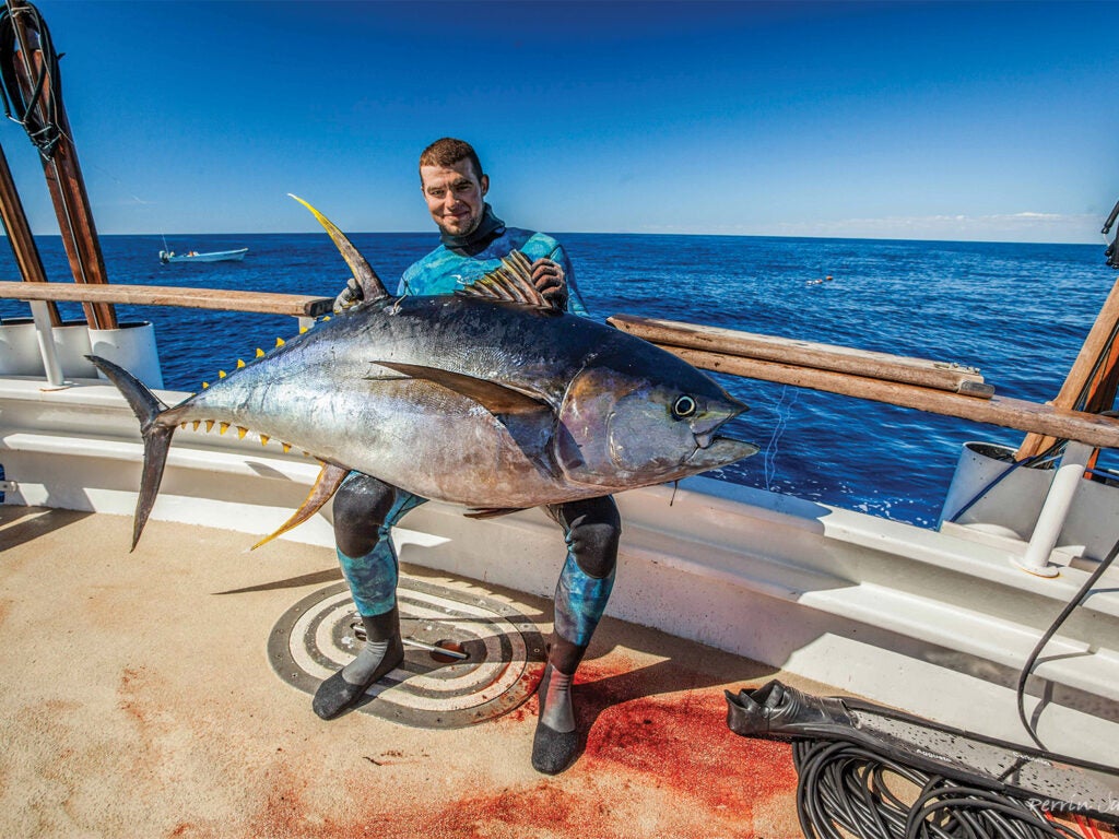 A spearfisher sits boatside and holds a large yellowfin tuna in their lap.