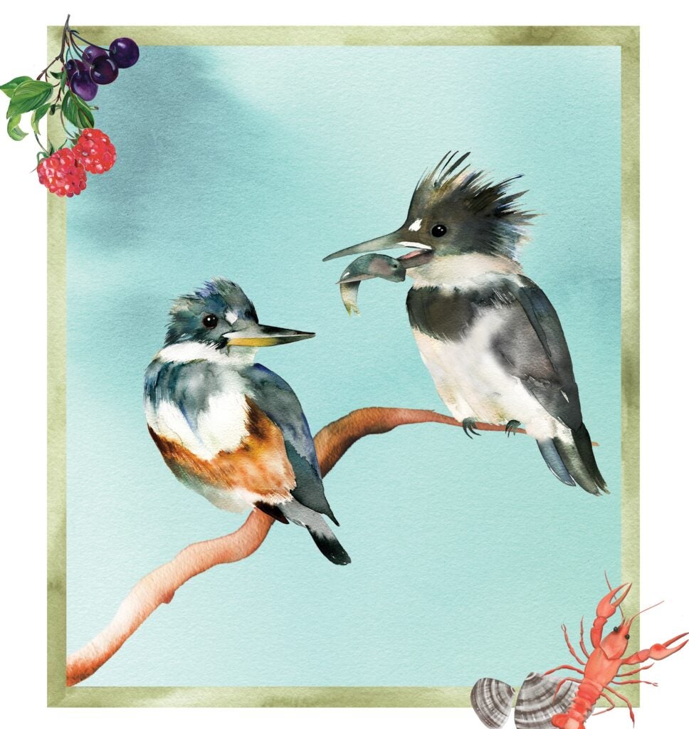 An illustration of a male kingfisher offering a female a catch