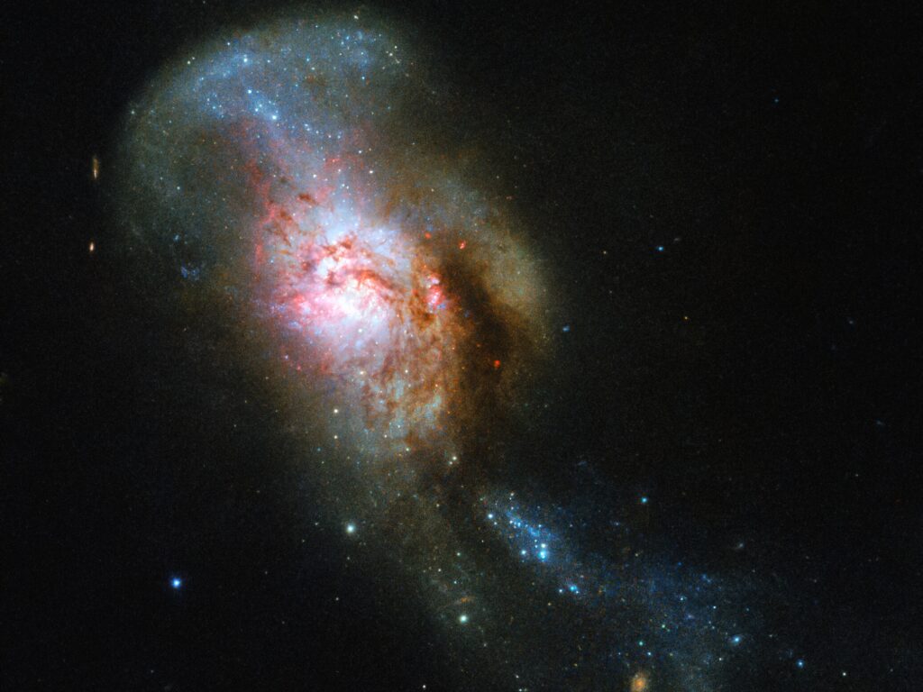 The galaxy pictured in this Hubble Picture of the Week has an especially evocative name: the Medusa merger.  Often referred to by its somewhat drier New General Catalogue designation of NGC 4194, this was not always one entity, but two. An early galaxy consumed a smaller gas-rich system, throwing out streams of stars and dust out into space. These streams, seen rising from the top of the merger galaxy, resembles the writhing snakes that Medusa, a monster in ancient Greek mythology, famously had on her head in place of hair, lending the object its intriguing name.  The legend of Medusa also held that anyone who saw her face would transform into stone. In this case, you can feast your eyes without fear on the centre of the merging galaxies, a region known as Medusa's eye. All the cool gas pooling here has triggered a burst of star formation, causing it to stand out brightly against the dark cosmic backdrop. The Medusa merger is located about 130 million light-years away in the constellation of Ursa Major (The Great Bear).
