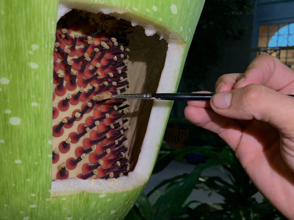 using a paintbrush to pollinate a corpse flower bloom
