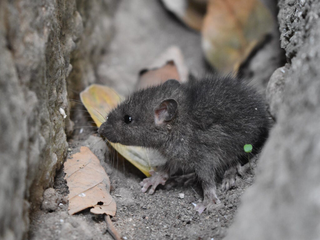 A mouse between two dirt and stone walls. If you use mouse poison, it could die back there where you can't reach it.