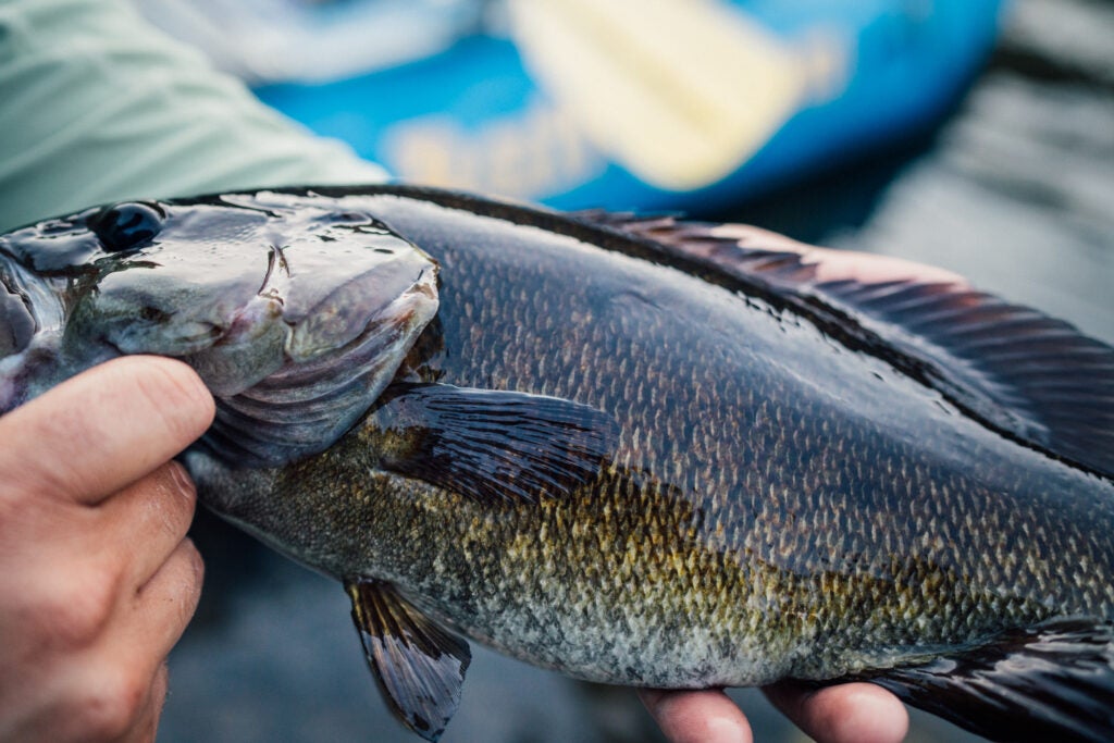 A bronzeback smallmouth bass from West Virginia's New River Gorge Park and Preserve.