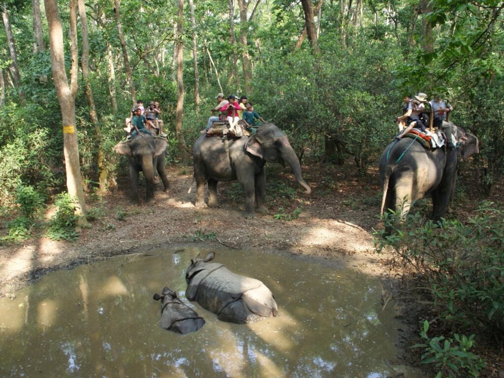 tourists riding elephants